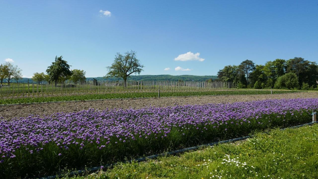 Appartement Haus Muensterblick à Île de Île de Reichenau Extérieur photo